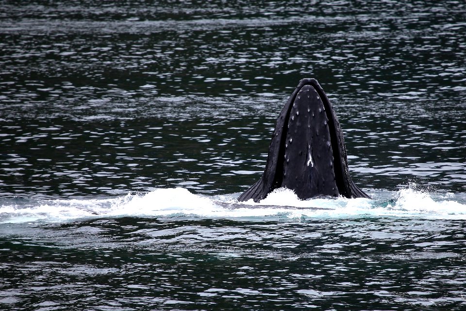 Humpback whales "bubble-net" feeding