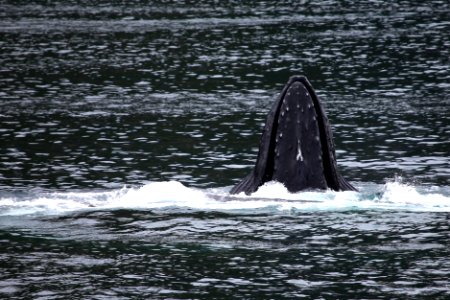 Humpback whales "bubble-net" feeding