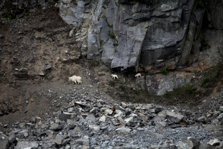 Mountain goats