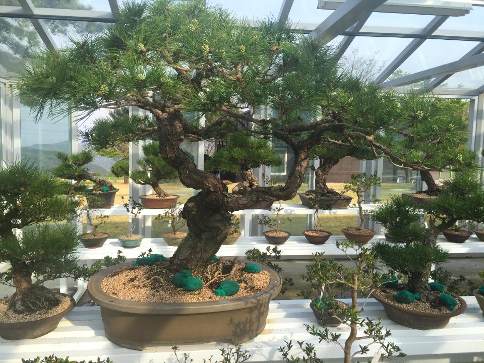 South Korea Bonsai 3