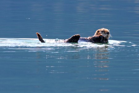 Sea otter