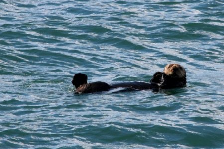 Sea otter