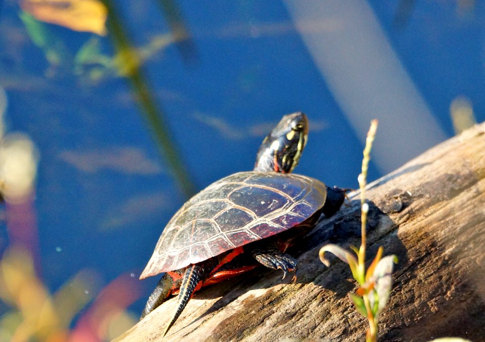 Basking