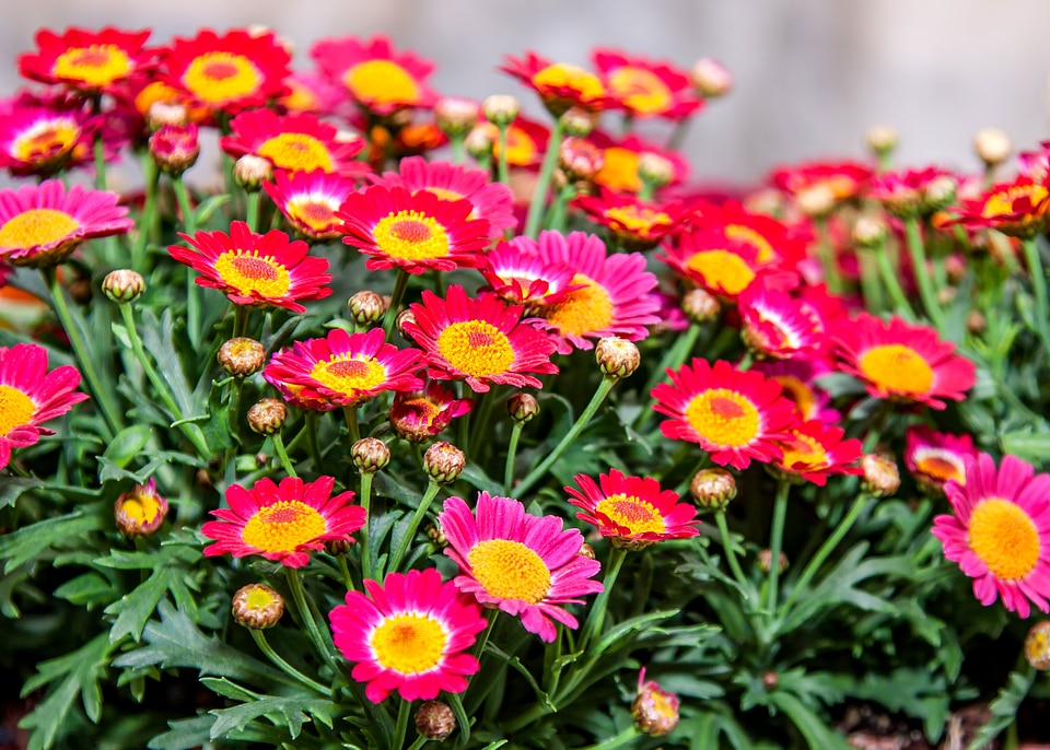 Flowers plant nature