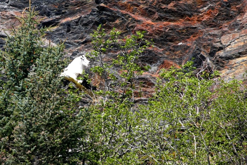 Mountain goat