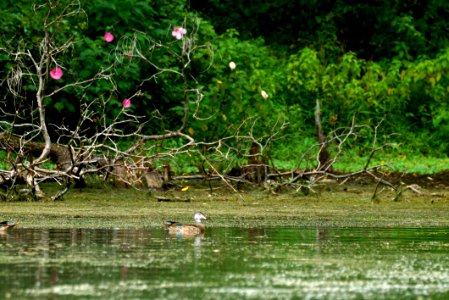 Female Wood Duck (Aix Sponsa)- Little Seneca Lake - Boyds, Maryland photo