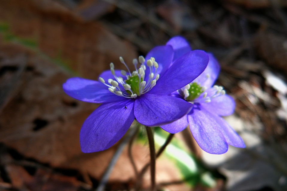 Wild flowers spring light and shade