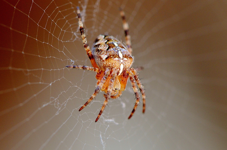 Cobweb animal nature