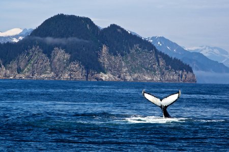 Humpback Whale photo