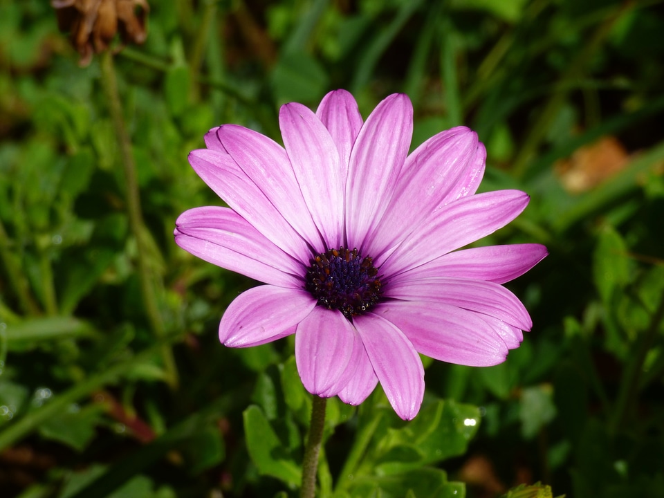 Outside plant blossom photo