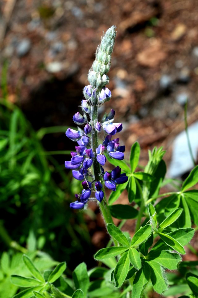 Wildflower