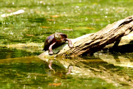 Turtle Toes - Black Hill Regional Park