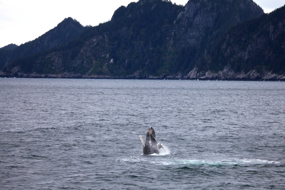 Humpback breaching