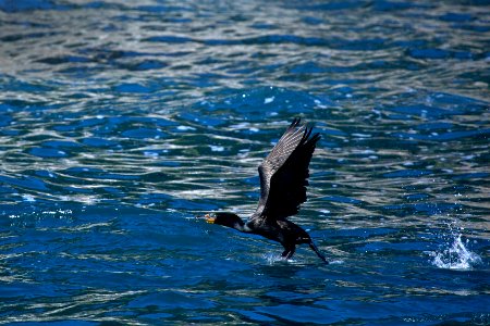 Cormorant photo