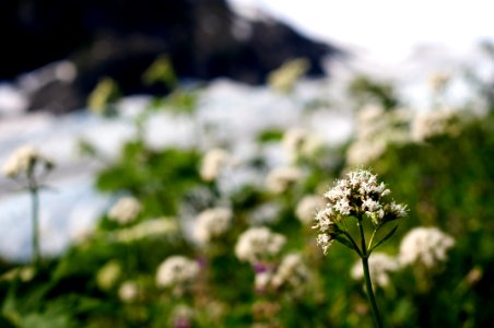 Wildflower