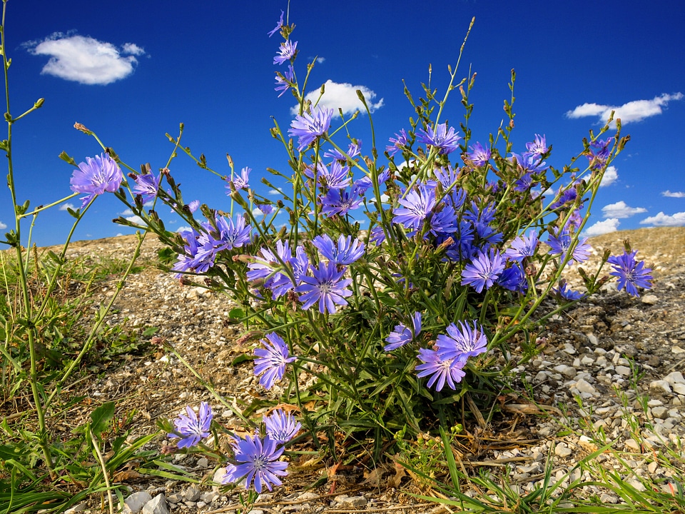 Blue meadow summer