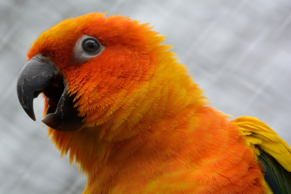Bird babu orange