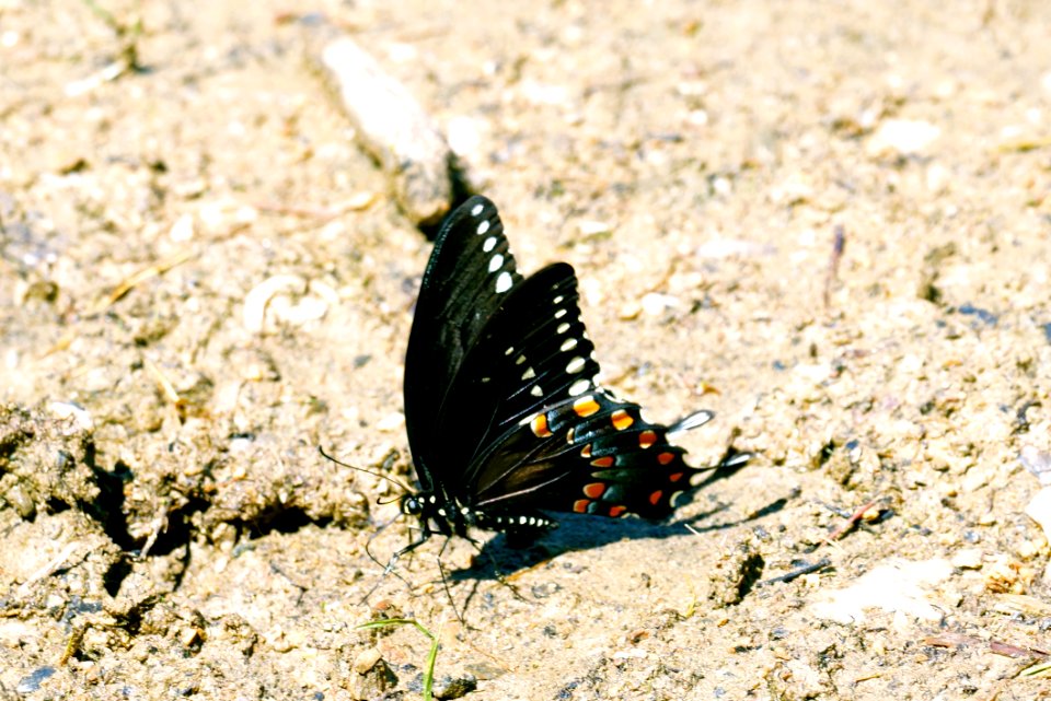Eastern Tiger Swallowtail (Papilio glaucus) Dark Morph at Black Hill Regional Park , MoCo Maryland
