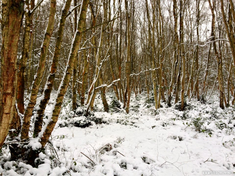 Southwood Winter Walk