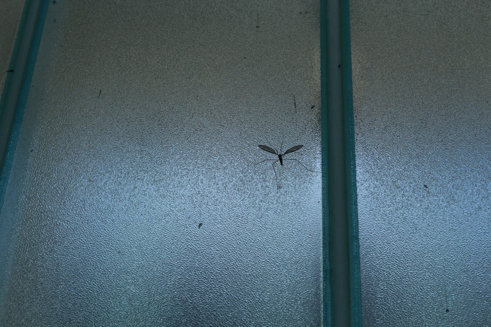 UL-TO-BugOnWindow-may20-18.jpg