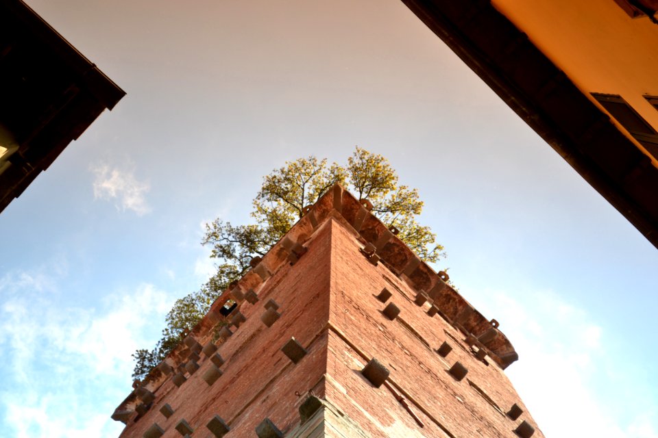 Torre Guinigi, bottom view