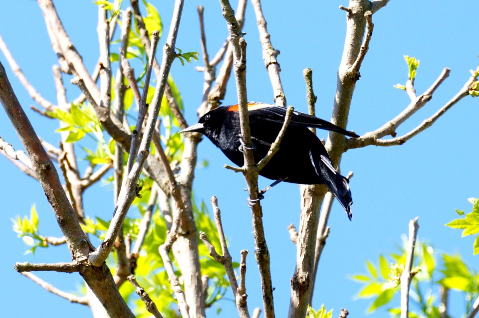 Red wing tipped Blackbird