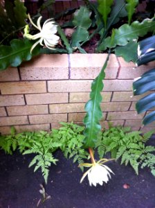 Pymble Succulent Flowers
