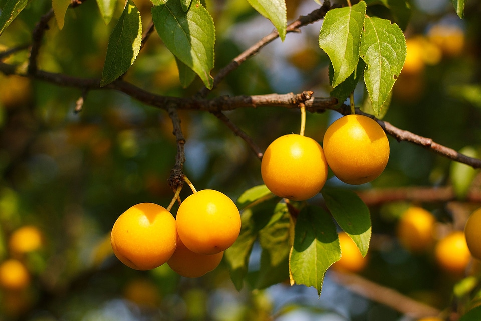 Fruit harvest summer