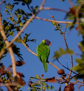 Bird australian wild photo