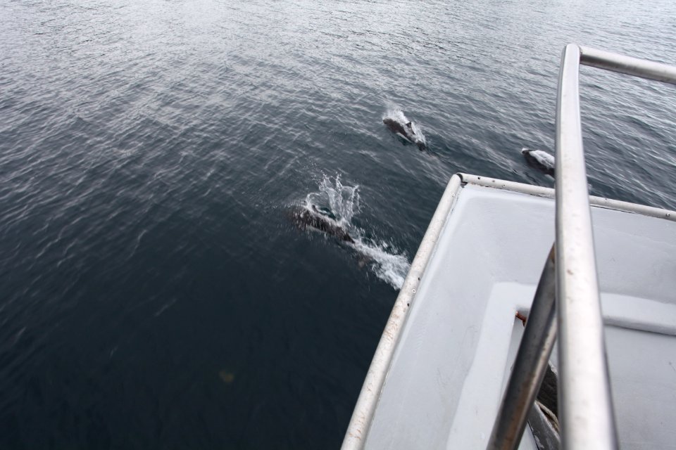 Dall's porpoise