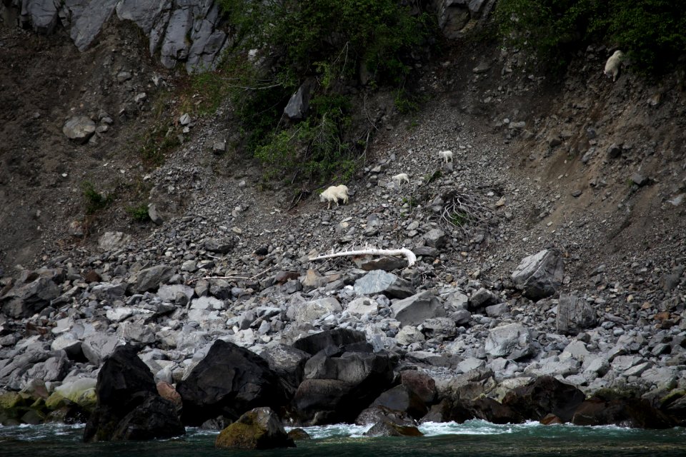 Mountain goats