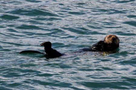 Sea otter