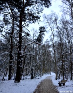 Southwood Winter Walk