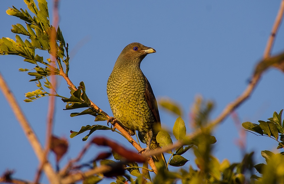 Female green speckled