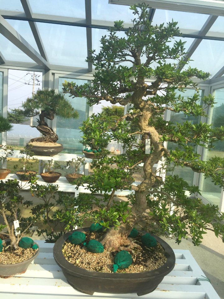 South Korea Bonsai 4