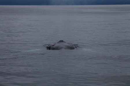 Humpback whale