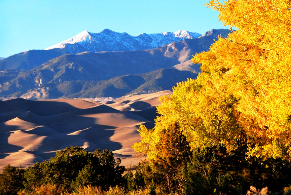 Gold Aspens, Dunes, Cleveland Peak