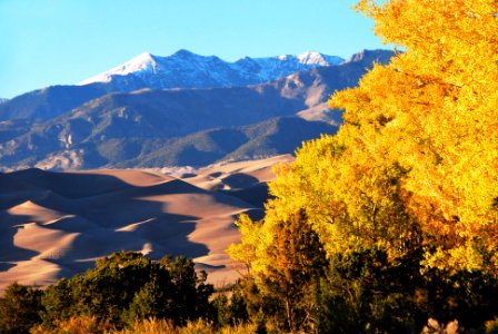 Gold Aspens, Dunes, Cleveland Peak