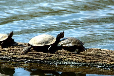You Better Fear the Turtle