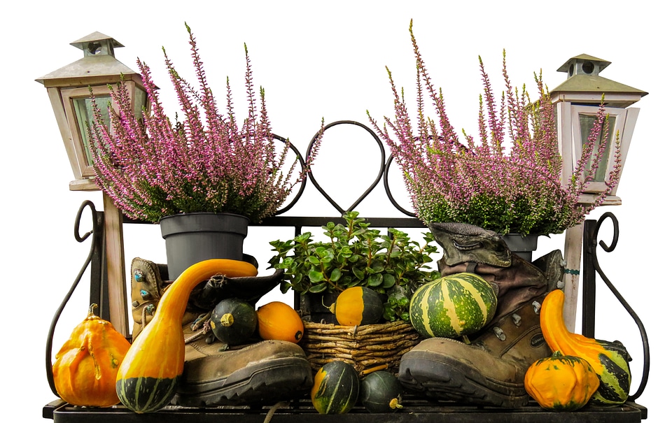 Decoration gourd thanksgiving