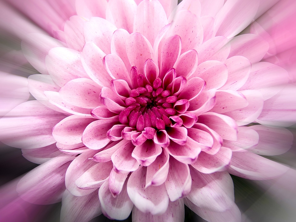 Pink composites macro