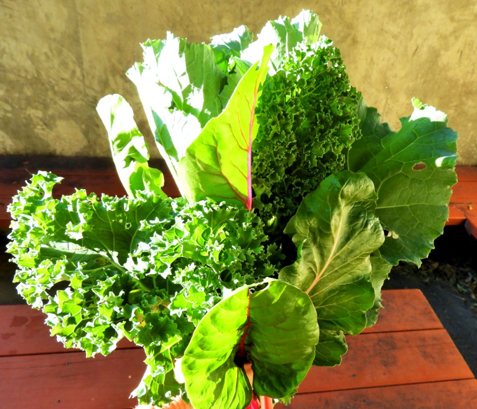 Bouquet of fresh leafy greens photo