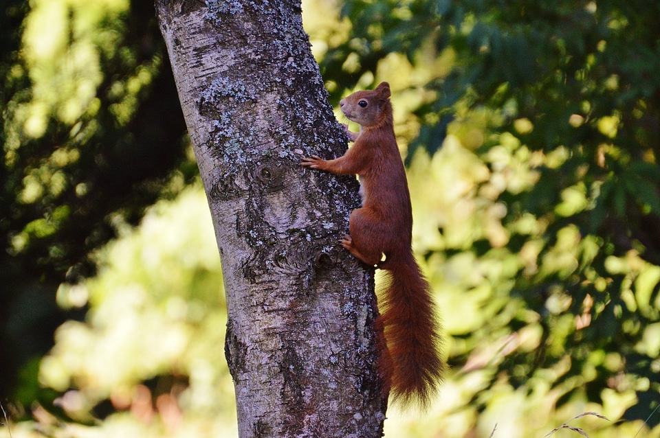 Nature rodent garden
