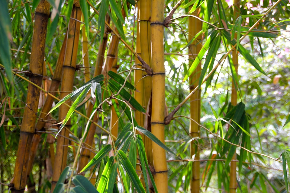 Tropical forest bamboo forest bamboo plants