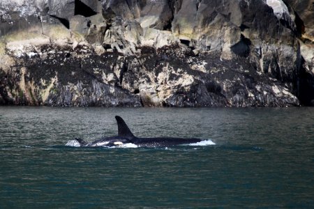 Orca photo