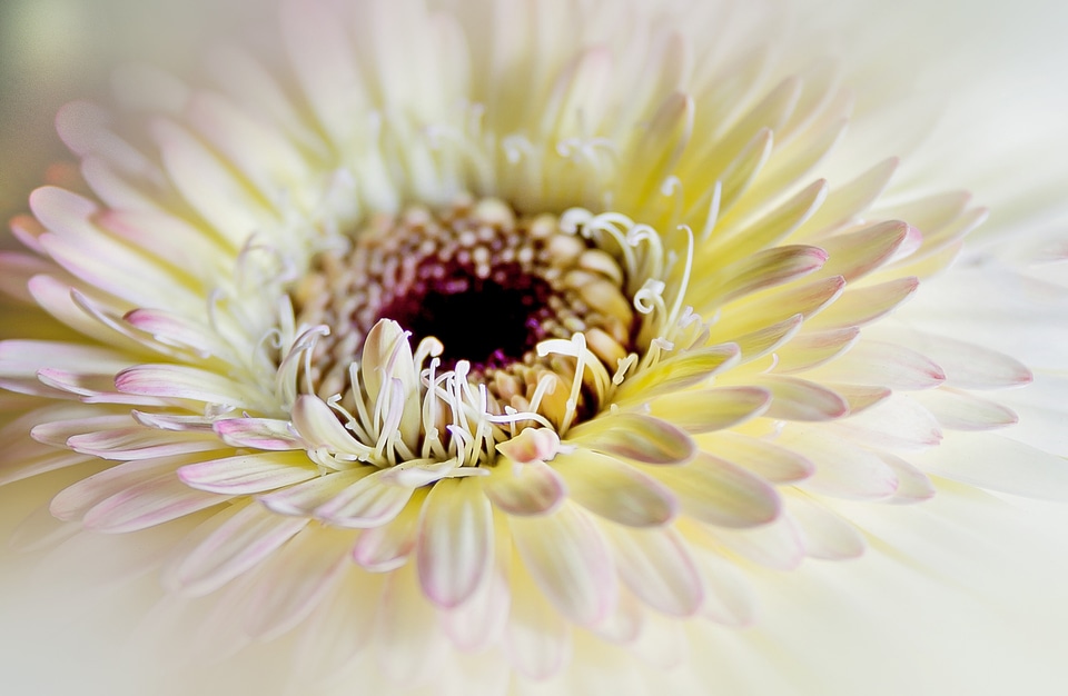 White soft pink composites