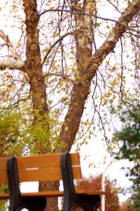 Park Bench Bibi