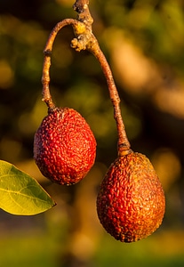 Red sunburnt growing