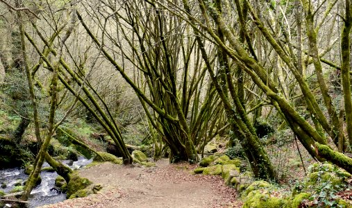 Bosque de Galicia