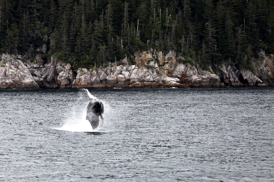 Humpback breaching